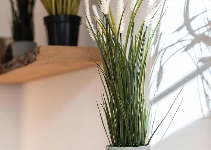 Gewoelbewohnung Mit Terrasse Dresden